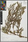 Foto von Salix alba L.